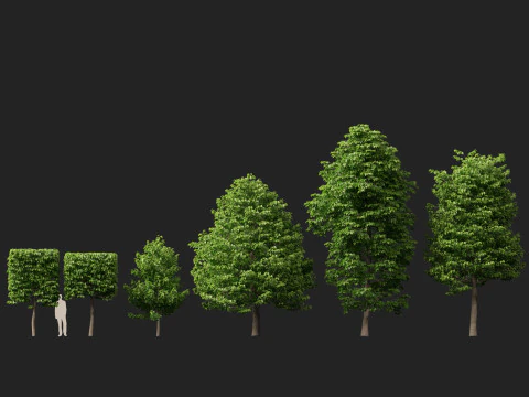 HighpolyLowpoly Tilia Platyphyllos - Tiglio a foglia larga Modello 3D