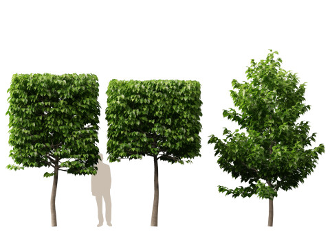 HighpolyLowpoly Tilia Platyphyllos - Large-Leaved Linden Model 3D