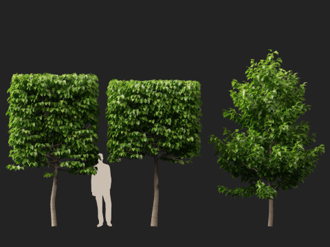 HighpolyLowpoly Tilia Platyphyllos - Large-Leaved Linden Model 3D