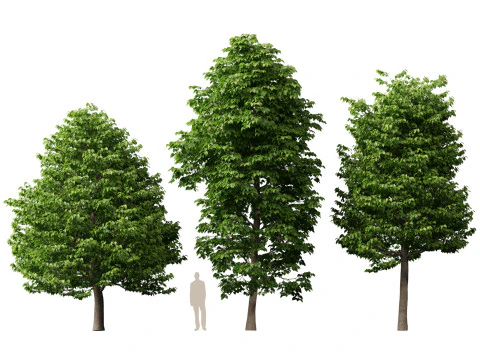 HighpolyLowpoly Tilia Platyphyllos - Tiglio a foglia larga Modello 3D