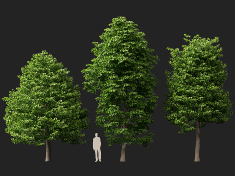 HighpolyLowpoly Tilia Platyphyllos - Large-Leaved Linden Model 3D