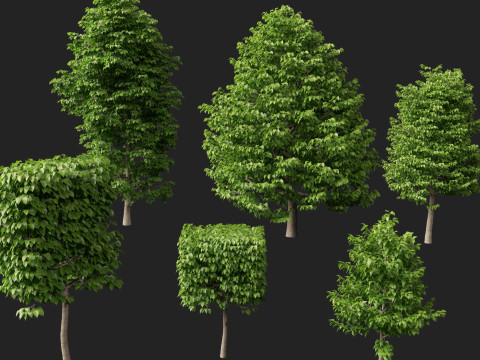 HighpolyLowpoly Tilia Platyphyllos - Large-Leaved Linden Model 3D