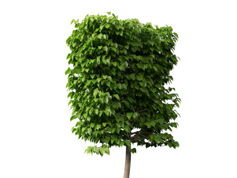 HighpolyLowpoly Tilia Platyphyllos - Large-Leaved Linden Model 3D