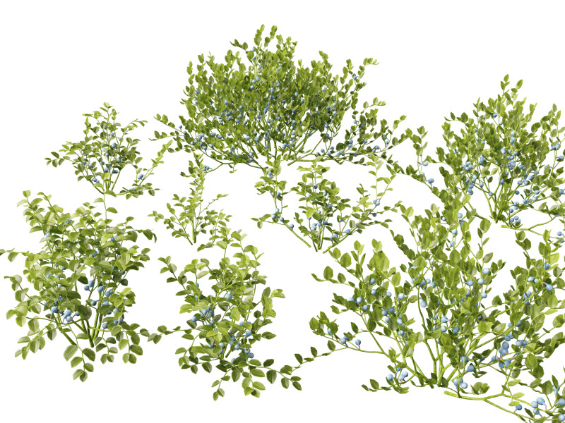 HighpolyLowpoly Vaccinium Myrtillus - Bilberry 3D Model .c4d .max .obj .3ds .fbx .stl .blend