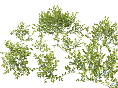 HighpolyLowpoly Vaccinium Myrtillus - Bilberry 3D 模型
