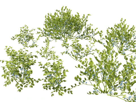HighpolyLowpoly Vaccinium Myrtillus - Bilberry Model 3D