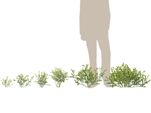 HighpolyLowpoly Vaccinium Myrtillus - Mirtillo Modello 3D