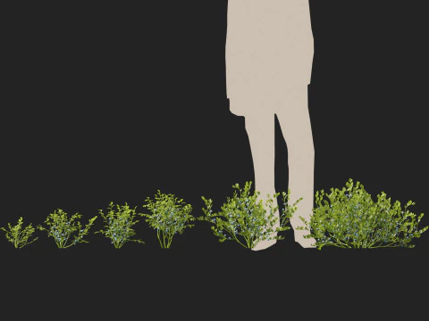 HighpolyLowpoly Vaccinium Myrtillus - Mirtillo Modello 3D