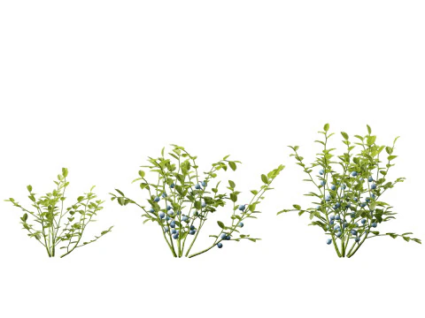 HighpolyLowpoly Vaccinium Myrtillus - Mirtillo Modello 3D