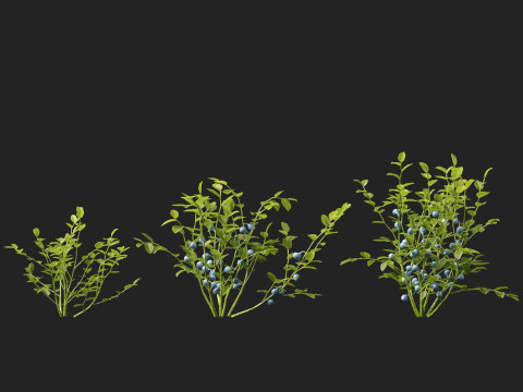 HighpolyLowpoly Vaccinium Myrtillus - Bilberry 3D Model