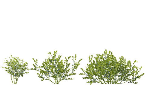 HighpolyLowpoly Vaccinium Myrtillus - Bilberry 3D Model
