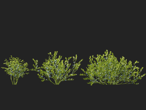 HighpolyLowpoly Vaccinium Myrtillus - Bilberry 3D Model
