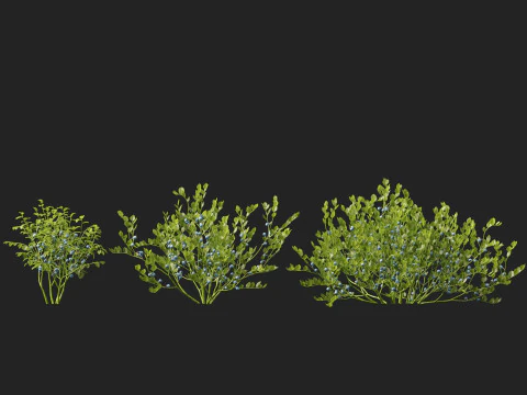 HighpolyLowpoly Vaccinium Myrtillus - Mirtillo Modello 3D