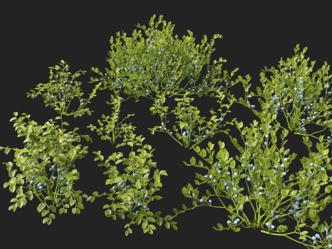 HighpolyLowpoly Vaccinium Myrtillus - Bilberry 3D Model