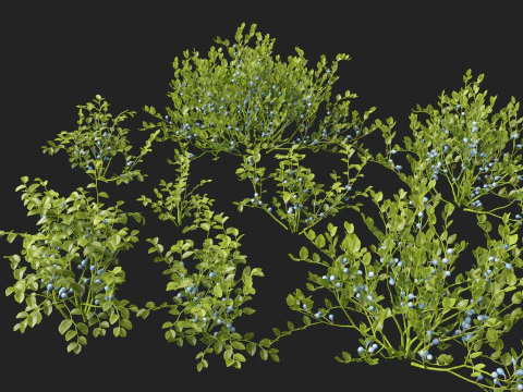 HighpolyLowpoly Vaccinium Myrtillus - Mirtillo Modello 3D