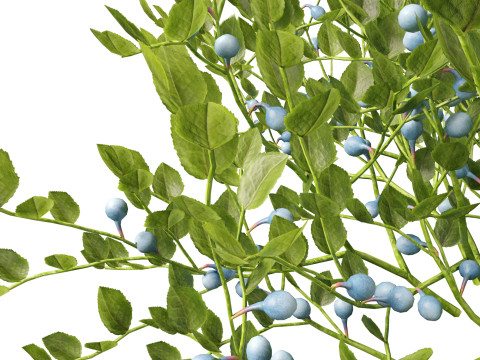 HighpolyLowpoly Vaccinium Myrtillus - Bilberry 3D Model