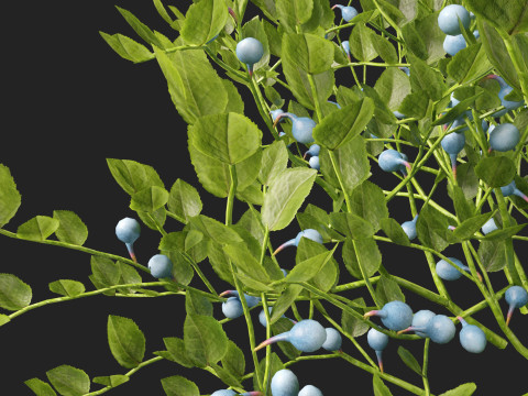 HighpolyLowpoly Vaccinium Myrtillus - Bilberry 3D Model