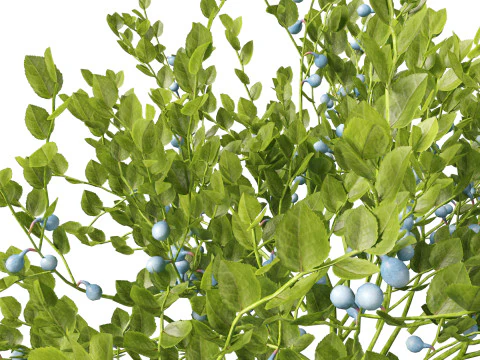 HighpolyLowpoly Vaccinium Myrtillus - Mirtillo Modello 3D
