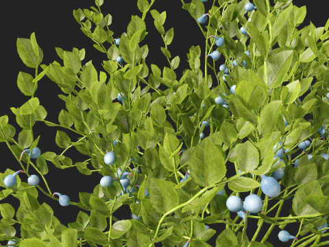 HighpolyLowpoly Vaccinium Myrtillus - Mirtillo Modello 3D