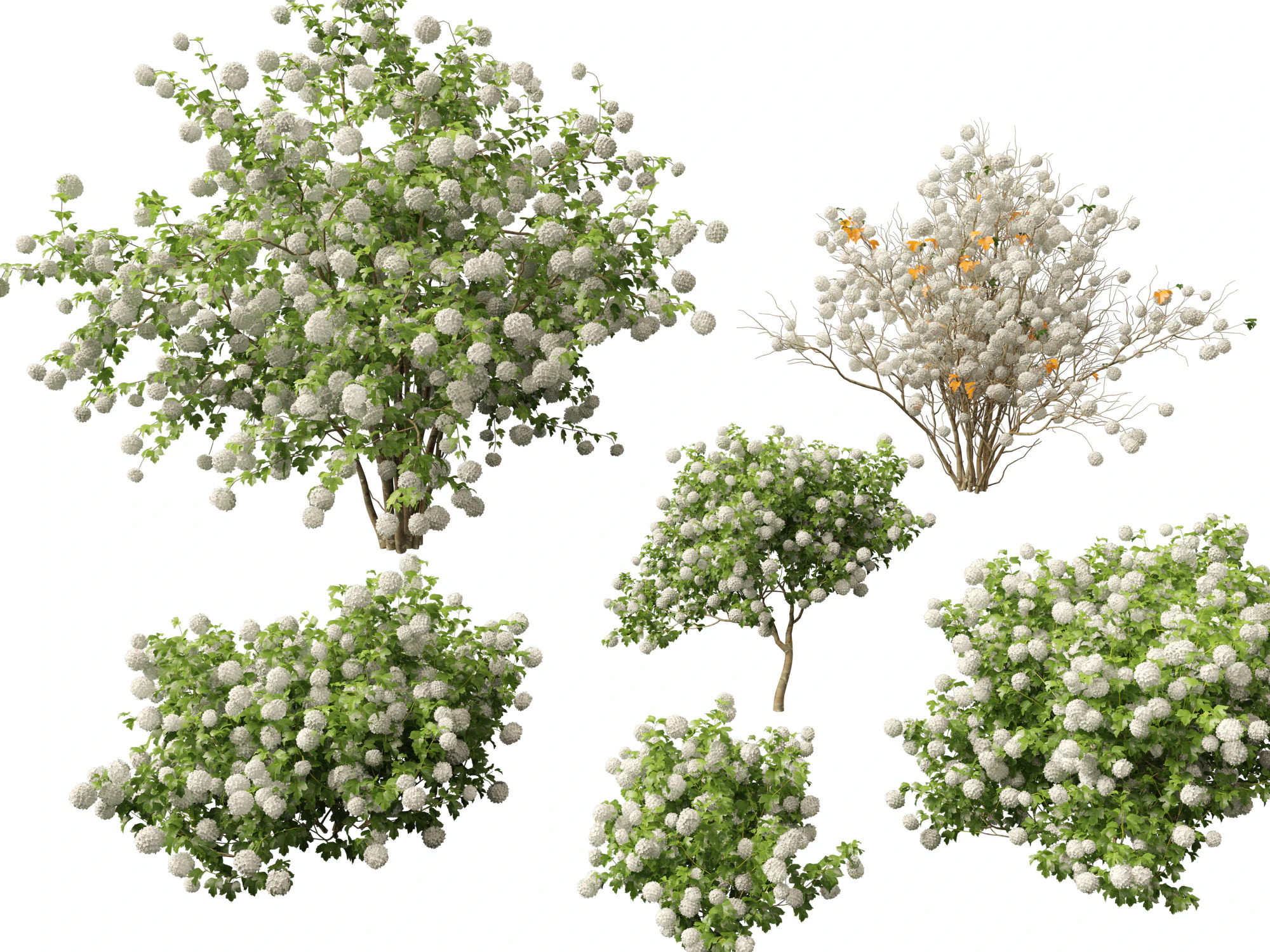 Highpoly Low poly - Viburnum opulus - Guelder Rose 3D Model .c4d .max .obj .3ds .fbx .stl .blend 