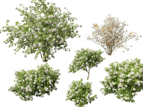Highpoly Low poly - Viburnum opulus - Guelder Rose 3D Model