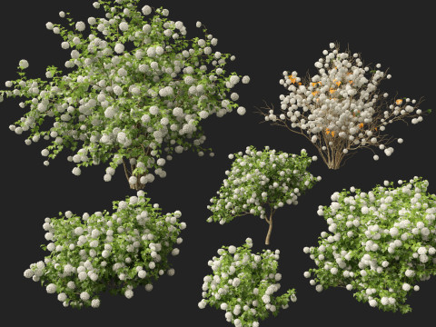 Highpoly Low poly - Viburnum opulus - Guelder Rose 3D मॉडल