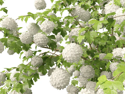 Highpoly Low poly - Viburnum opulus - Guelder Rose 3D Model