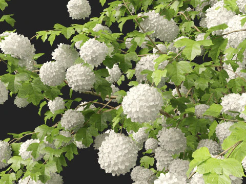 Highpoly Low poly - Viburnum opulus - Guelder Rose 3D Model