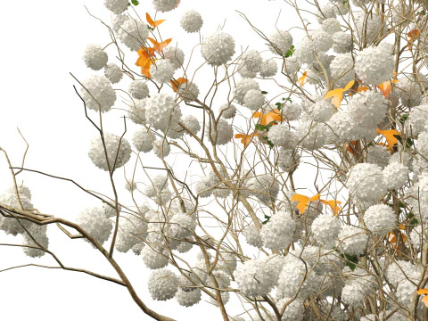 Highpoly Low poly - Viburnum opulus - Guelder Rose 3D Model
