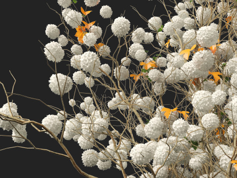 Highpoly Low poly - Viburnum opulus - Guelder Rose 3D मॉडल