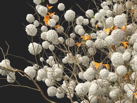 Highpoly Low poly - Viburnum opulus - Guelder Rose 3D Model