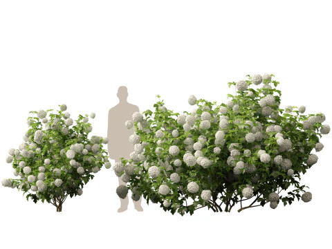 Highpoly Low poly - Viburnum opulus - Guelder Rose 3D Model
