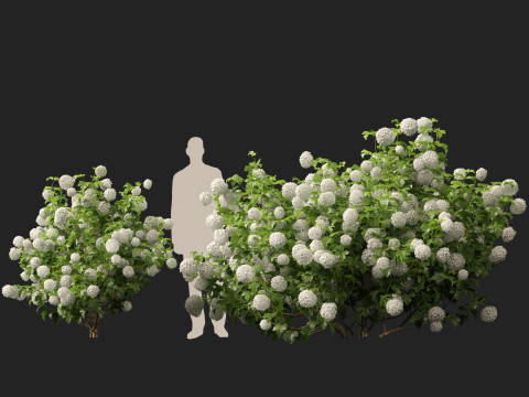Highpoly Low poly - Viburnum opulus - Guelder Rose 3D मॉडल