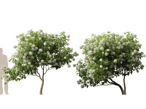 Highpoly Low poly - Viburnum opulus - Guelder Rose 3D Model
