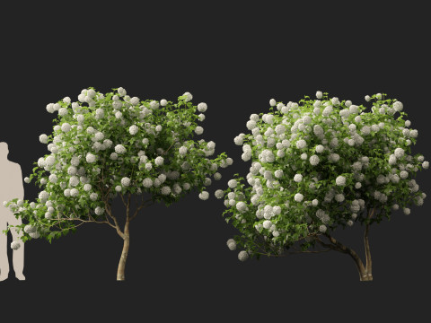 Highpoly Low poly - Viburnum opulus - Guelder Rose 3D मॉडल