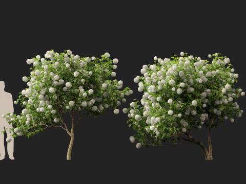 Highpoly Low poly - Viburnum opulus - Guelder Rose 3D Model