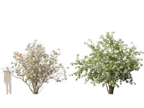 Highpoly Low poly - Viburnum opulus - Guelder Rose 3D Model