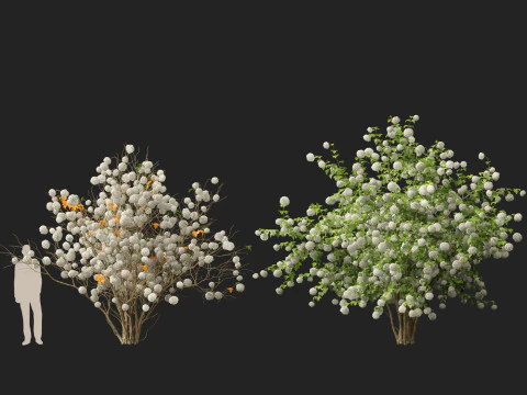 Highpoly Low poly - Viburnum opulus - Guelder Rose 3D Model