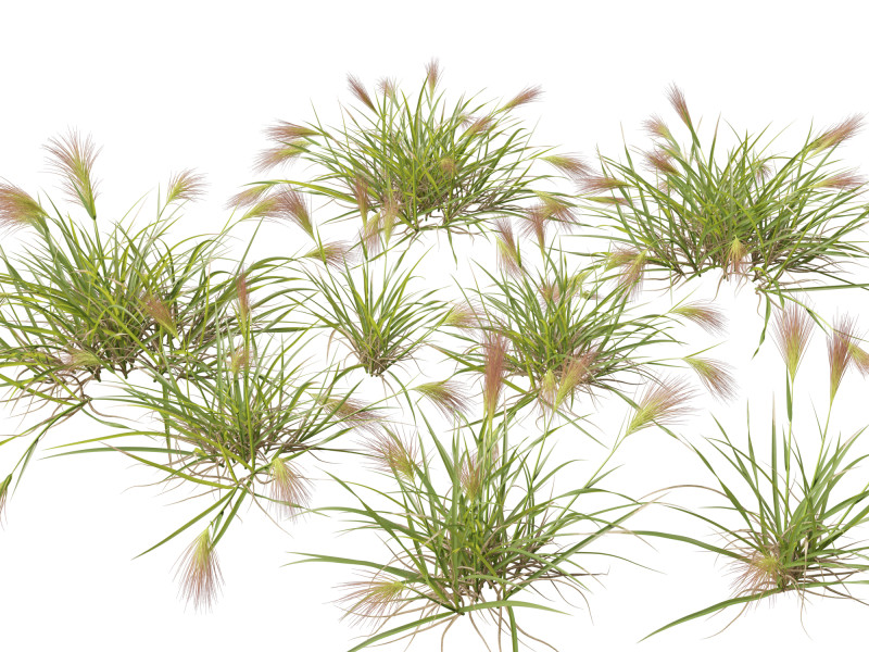 HighpolyLowpoly Aristida behriana Bunch Wiregrass Modelo 3D .c4d .max .obj .3ds .fbx .stl .blend