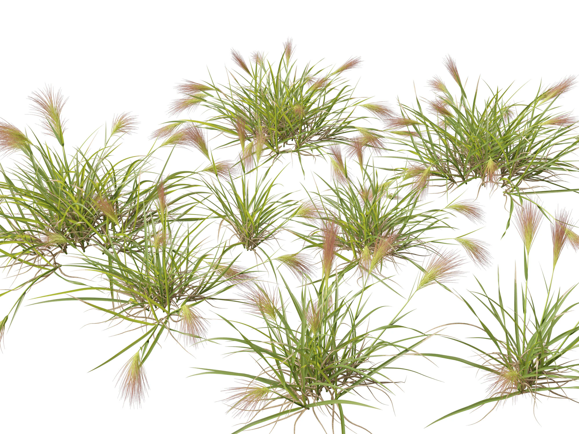 HighpolyLowpoly Aristida behriana Bunch Wiregrass 3D Model .c4d .max .obj .3ds .fbx .stl .blend 
