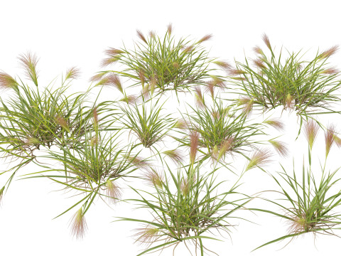 HighpolyLowpoly Aristida behriana Bunch Wiregrass 3D मॉडल