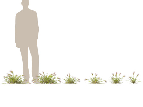 HighpolyLowpoly Aristida behriana Bunch Wiregrass Modelo 3D