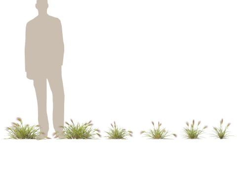 HighpolyLowpoly Aristida behriana Bunch Wiregrass 3D Model