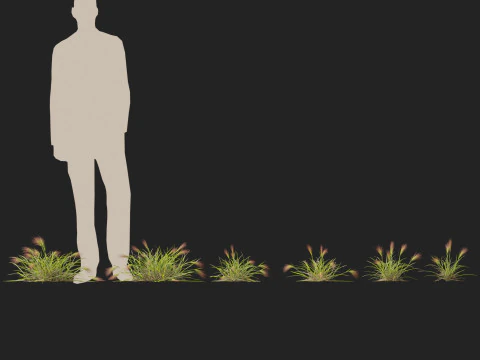 HighpolyLowpoly Aristida behriana Bunch Wiregrass 3D Model