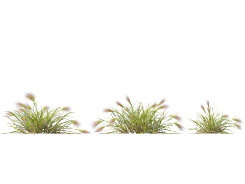HighpolyLowpoly Aristida behriana Bunch Wiregrass 3D Model