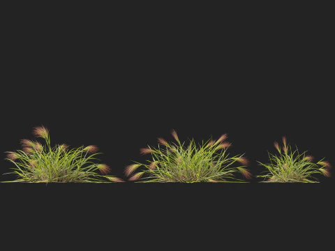 HighpolyLowpoly Aristida behriana Bunch Wiregrass 3D Model