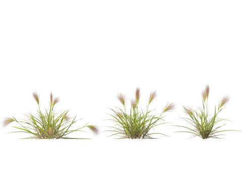 HighpolyLowpoly Aristida behriana Bunch Wiregrass Modelo 3D