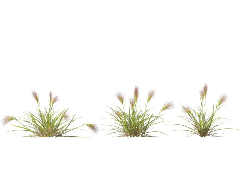 HighpolyLowpoly Aristida behriana Bunch Wiregrass 3D Model
