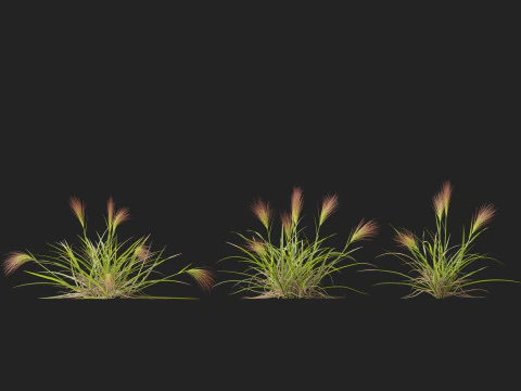 HighpolyLowpoly Aristida behriana Bunch Wiregrass 3D Model
