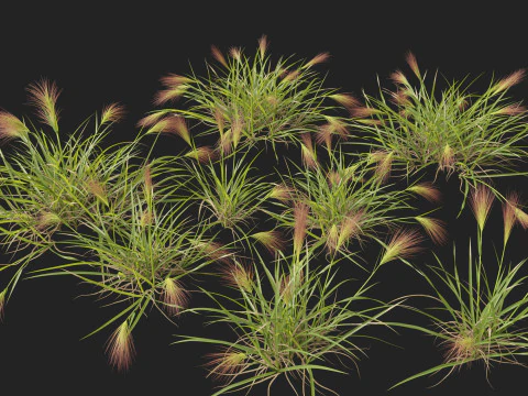 HighpolyLowpoly Aristida behriana Bunch Wiregrass 3D Model